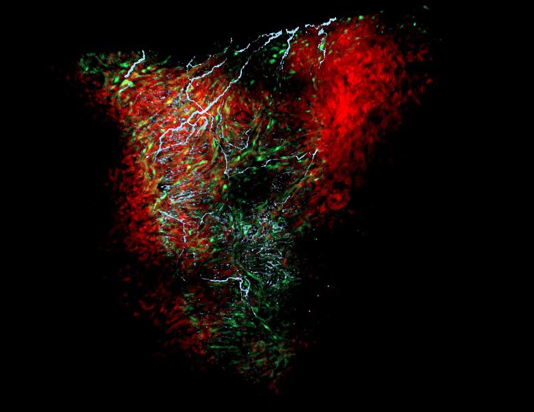 Heart Tissue Reveals Nexus Glia