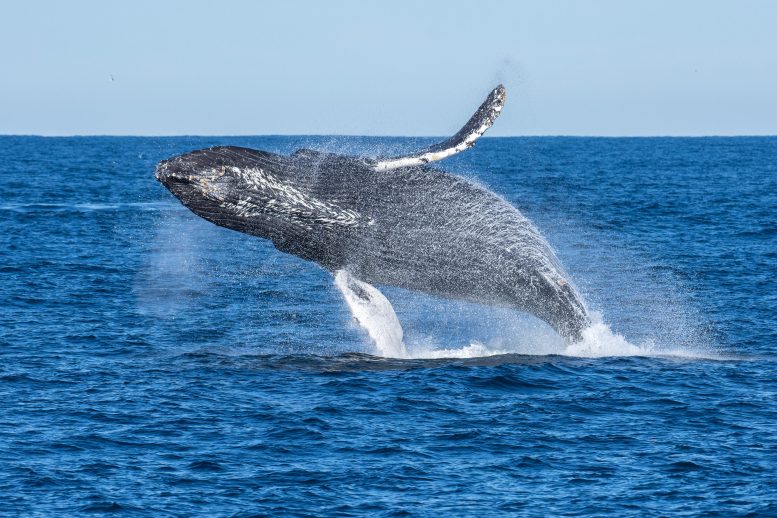 Brèches de baleines à bosse