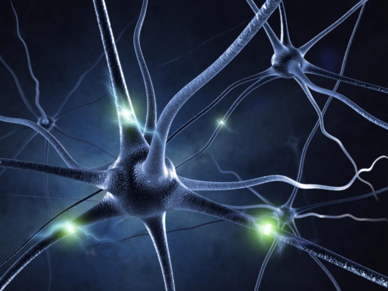 Neurones Signaux cérébraux