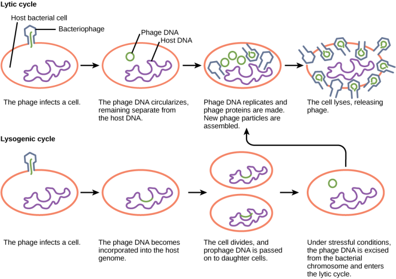 Cycles de phages