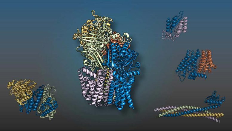 Les protéines de levure exécutent des fonctions cellulaires