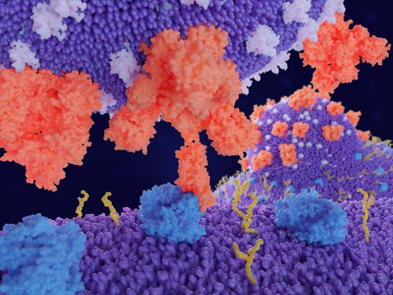 Liaison de la protéine de pointe SARS-CoV-2 au récepteur ACE2