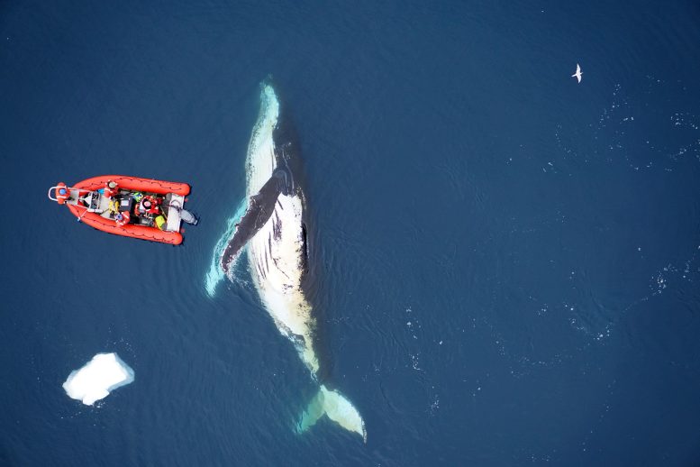 Baleine à bosse en bateau