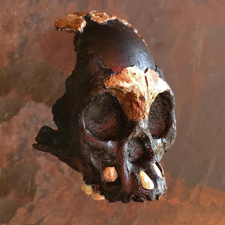 Reconstruction du crâne de Léti
