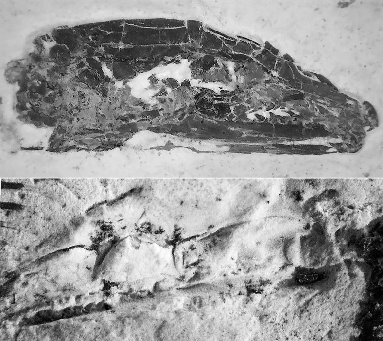 Fossiles de Tetrapodophis