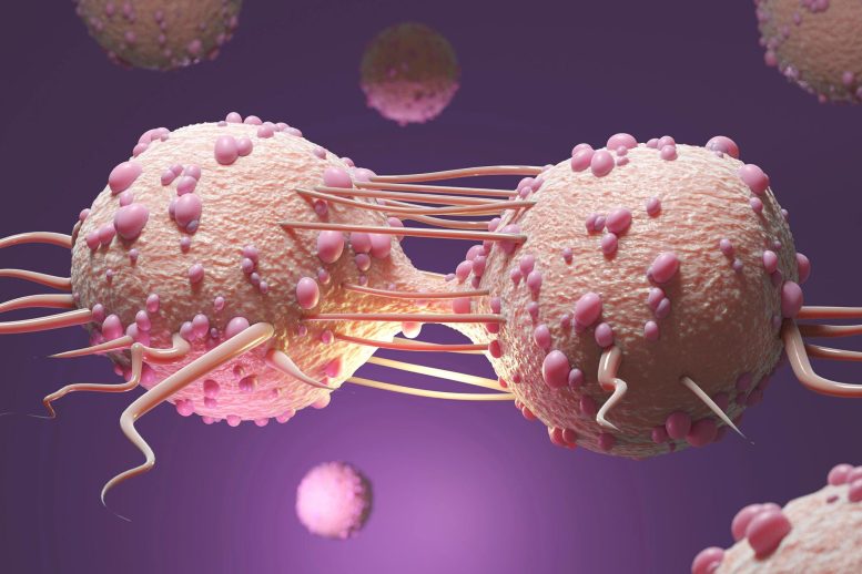 Les cellules cancéreuses se divisent