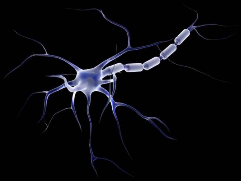Illustration de neurone