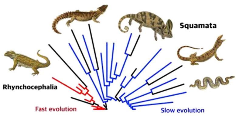 Les premiers lézards et serpents ont évolué lentement