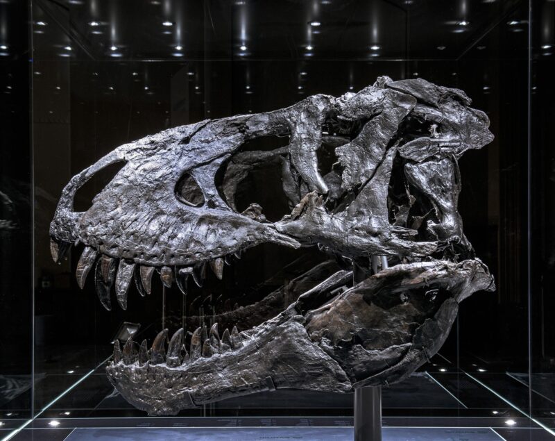 Des chercheurs découvrent une maladie osseuse chez le Tyrannosaurus rex Jaw