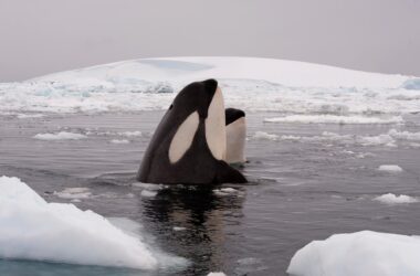 Killer Whales Arctic Ocean