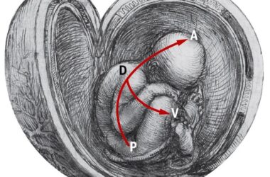 La séquence primitive et la construction d'un corps humain par la gastrulation