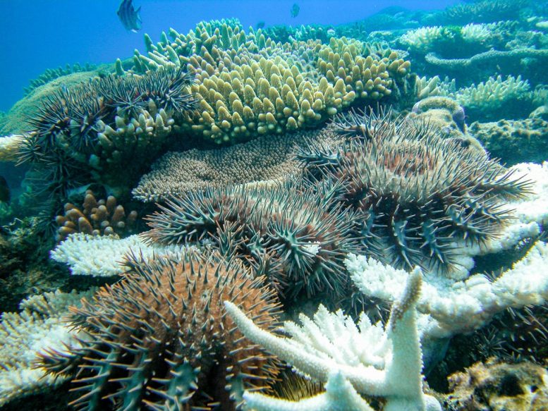 Étoile de mer couronne d'épines se nourrissant d'une plaque de corail