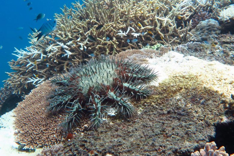 Étoile de mer couronne d'épines se nourrissant d'une plaque de corail sur la grande barrière de corail 
