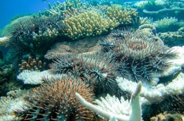 Crown-of-Thorns Starfish Feeding on a Plate Coral