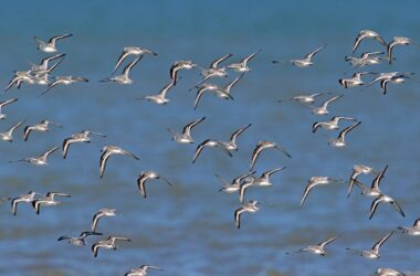 Les oiseaux migrateurs ont des plumes de couleur plus claire – voici l'explication de l'évolution