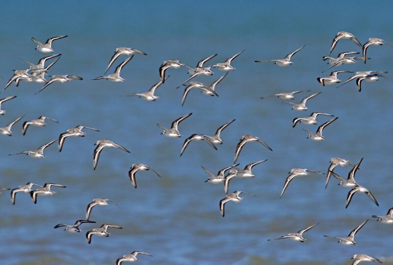 Les oiseaux migrateurs ont des plumes de couleur plus claire – voici l'explication de l'évolution