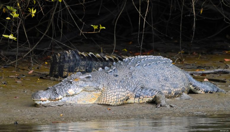 Crocodile d'eau salée au repos