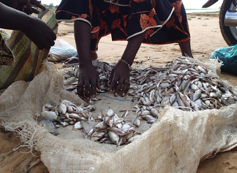 Poisson pêché au Tchad