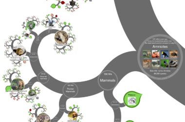 "The Google Earth of Biology" - Un arbre visuellement époustouflant de toutes les formes de vie connues dévoilé en ligne