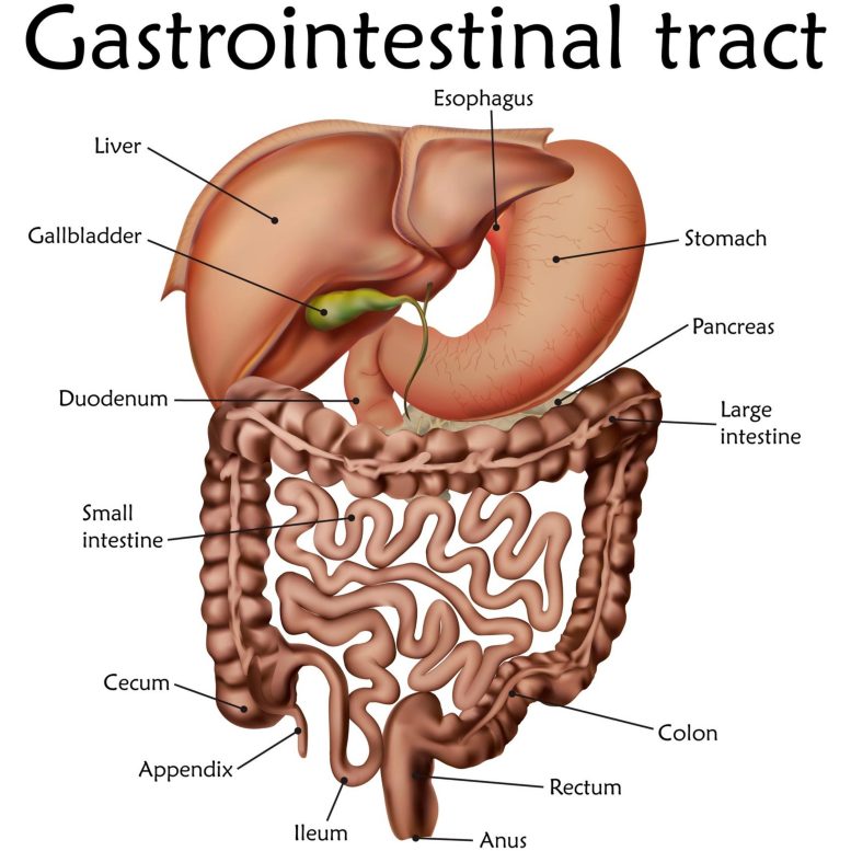 Intestin Digestif Tractus Gastro-intestinal Illustration