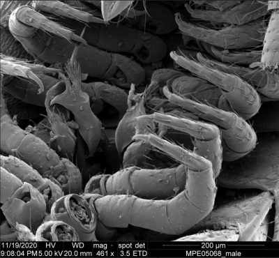 Eumilipes persephone Jambes Microscopie Electronique