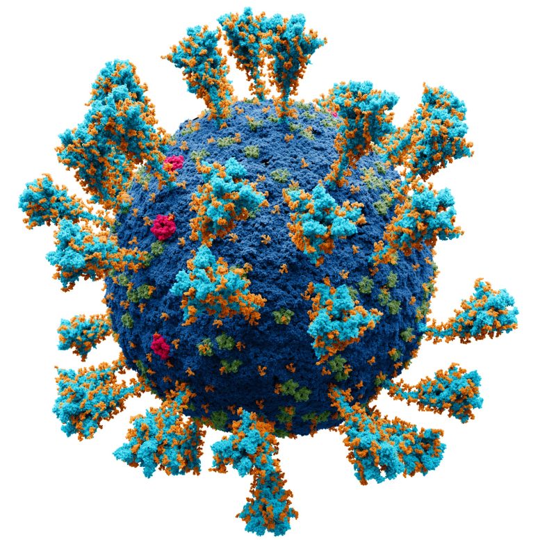 Modèle Aomique du Coronavirus SARS-CoV-2