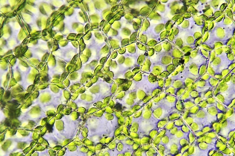 Plant Leaf Cells
