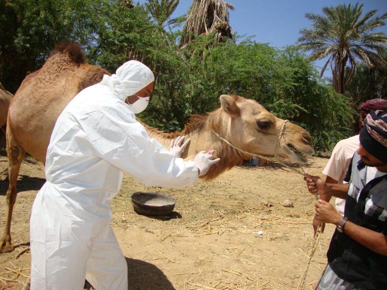 Des chameaux infectés par le coronavirus du syndrome respiratoire du Moyen-Orient