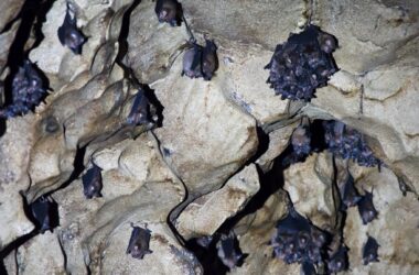 Horseshoe Bats in Borneo