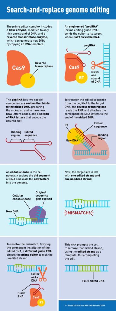 Infographie sur l'édition du génome Prime