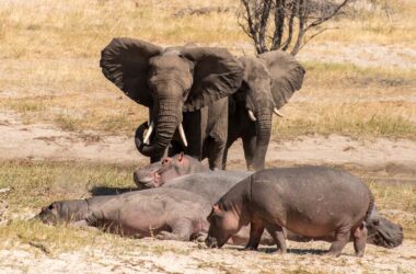 Les vieux éléphants sages répriment la peur et l'agression chez les jeunes mâles