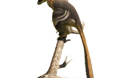 Découverte d'un nouveau dinosaure prédateur redoutable : un ancien parent du vélociraptor est déterré en Grande-Bretagne
