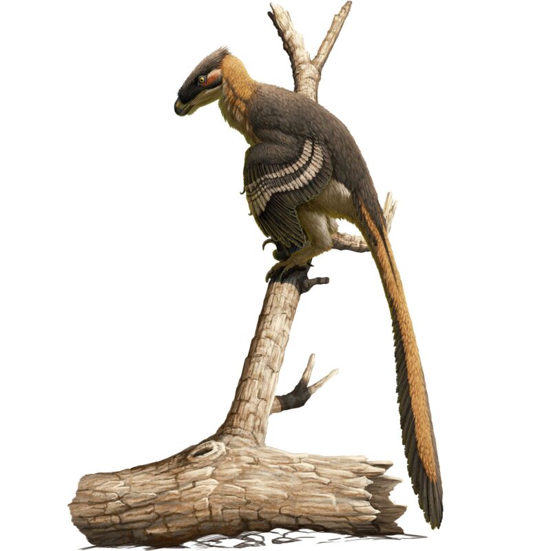Découverte d'un nouveau dinosaure prédateur redoutable : un ancien parent du vélociraptor est déterré en Grande-Bretagne