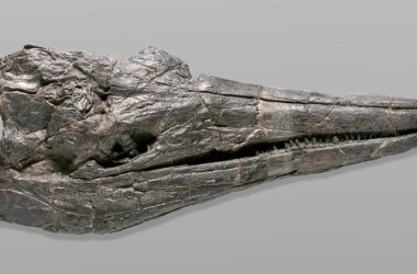 Ichthyosaur Skull