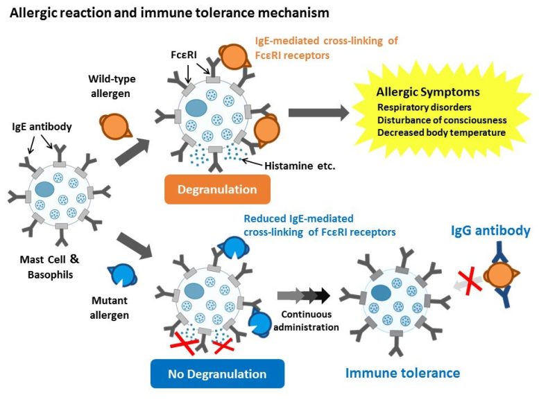 Réaction allergique et mécanisme de tolérance immunitaire