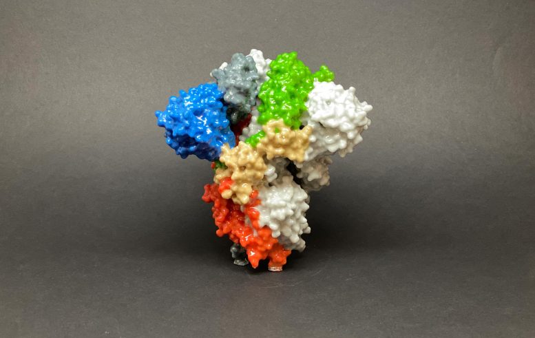 Impression 3D de la protéine de pointe SARS-CoV-2