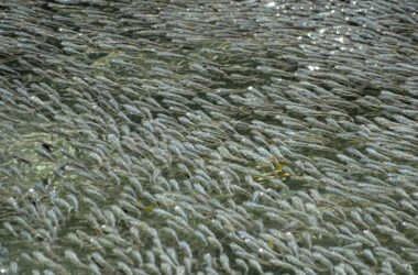 Ces poissons travaillent ensemble par centaines de milliers pour faire la vague - voici pourquoi