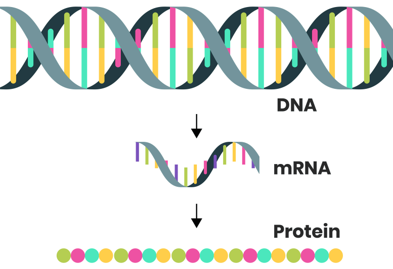 ADN ARNm Protéine