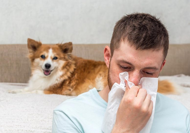 Concept d'allergie de chien