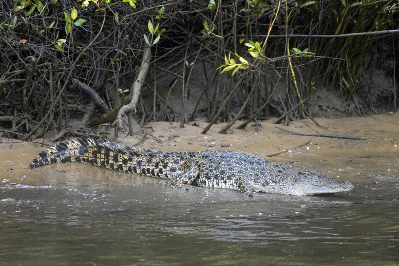 Crocodile entrant dans l'eau