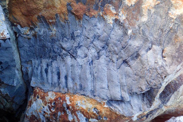 Arthropleura fossile