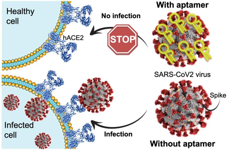 Le pic du virus SARS-CoV-2 reconnaît la protéine hACE2