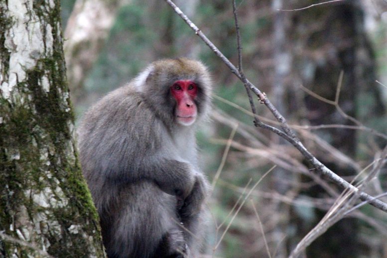 Singe des neiges (Macaque japonais Macaca fuscata)