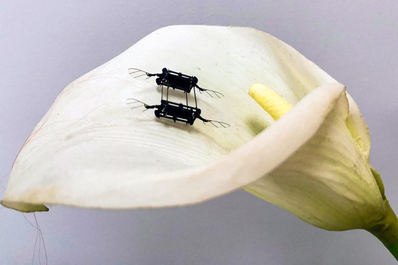 Fleur de Microrobot Aérien