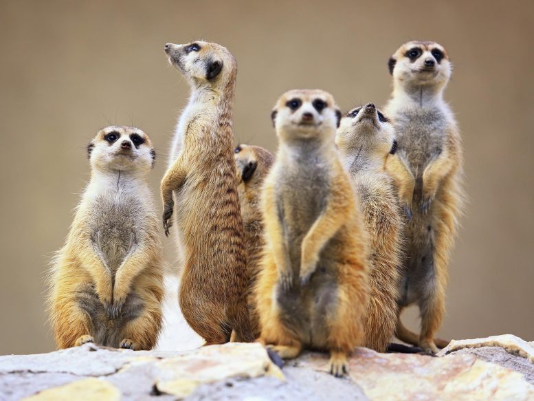 Gang de suricates