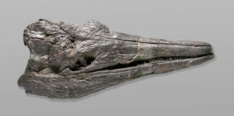 Crâne d'ichtyosaure