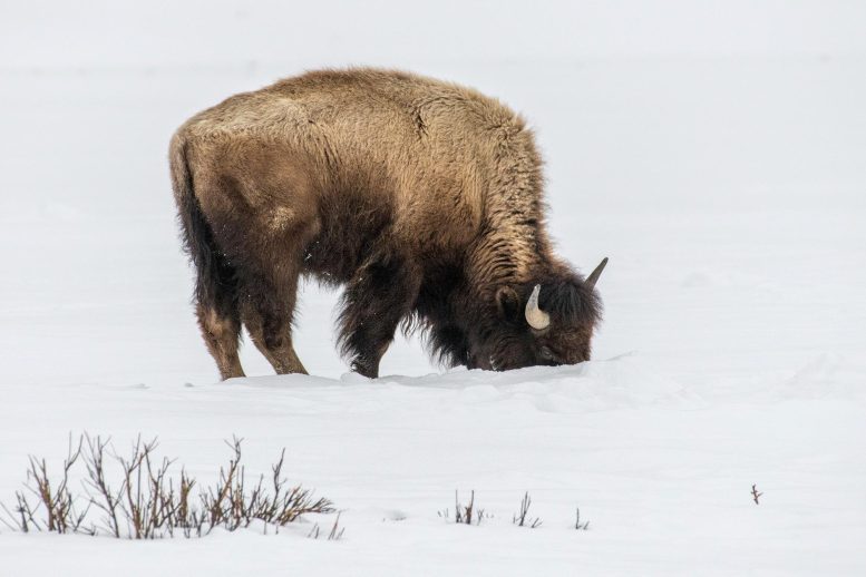 Bison paissant dans la neige