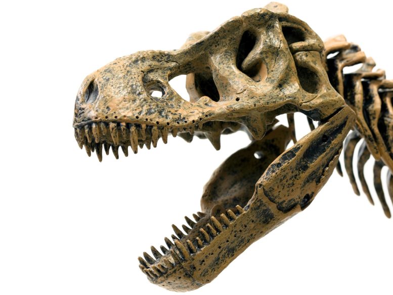 Crâne de Tyrannosaure Rex