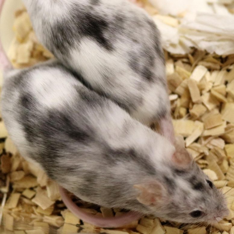 Culture de souris génétiquement modifiées