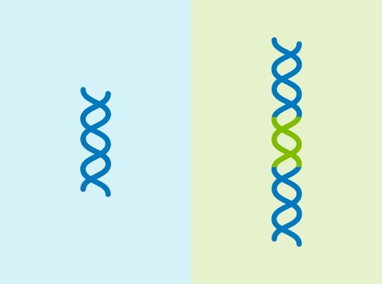 Système d'édition de gènes Prime